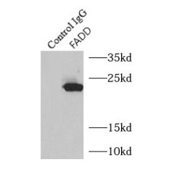 Fas (TNFRSF6)-Associated Via Death Domain (FADD) Antibody