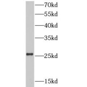 abx232941