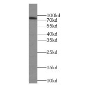 abx232946
