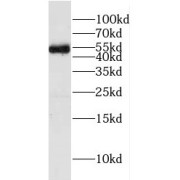 abx232947