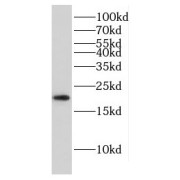 abx232949