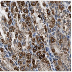 Refilin A (FAM101A) Antibody