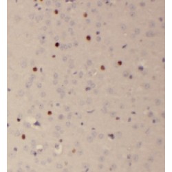 Family With Sequence Similarity 118, Member B (FAM118B) Antibody
