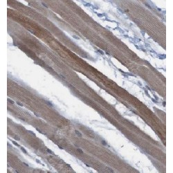 Family With Sequence Similarity 120A (FAM120A) Antibody