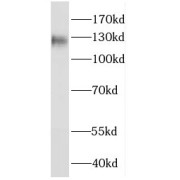 WB analysis of HEK-293 cells, using FAM120A antibody (1/500 dilution).