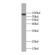 WB analysis of COLO 320 cells, using FAM40B antibody (1/600 dilution).