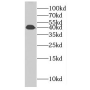WB analysis of PC-3 cells, using FAM71F2 antibody (1/2000 dilution).