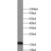 Western blot analysis of Mouse spleen tissue subjected to SDS-PAGE, with FAM72A antibody at a dilution of 1/800.
