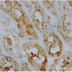 Ubiquitin-Like FUBI-Ribosomal Protein eS30 Fusion Protein (FAU) Antibody