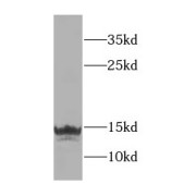 WB analysis of mouse liver tissue, using FAU antibody (1/300 dilution).