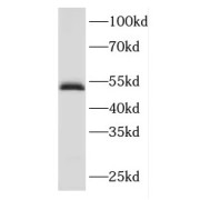 WB analysis of HeLa cells, using FBXO3 antibody (1/800 dilution).