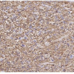 F-Box Protein 6 (FBXO6) Antibody