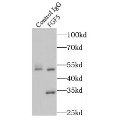 Fibroblast Growth Factor 5 (FGF5) Antibody