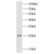 abx233101