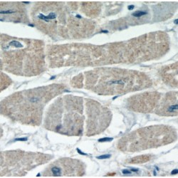 Four And A Half LIM Domains Protein 2 (FHL2) Antibody