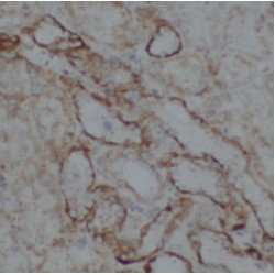 Adenosine Monophosphate-Protein Transferase FICD (FICD) Antibody