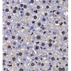Pre-mRNA 3'-End-Processing Factor FIP1 (FIP1L1) Antibody