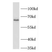 WB analysis of HEK-293 cells, using FKBP10 antibody (1/600 dilution).