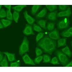 FK506 Binding Protein 2 (FKBP2) Antibody