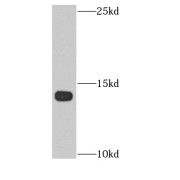 WB analysis of mouse cerebellum tissue, using FKBP2 antibody (1/1000 dilution).