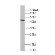 WB analysis of HeLa cells, using FKBPL antibody (1/2000 dilution).