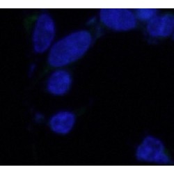 FLAG Tag Antibody