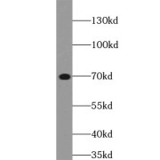 WB analysis of HeLa cells, using FOXO1 antibody (1/600 dilution).