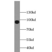 WB analysis of HEK-293 cells, using FOXO3A antibody (1/1000 dilution).