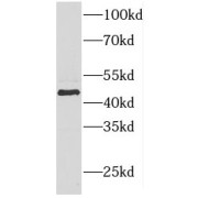 WB analysis of human heart tissue, using FOXO4 antibody (1/800 dilution).