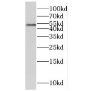WB analysis of mouse liver tissue, using FTCD antibody (1/1000 dilution).