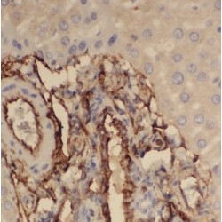 Fucosidase Alpha L2, Plasma (FUCA2) Antibody