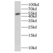 WB analysis of human heart tissue, using FUCA2 antibody (1/500 dilution).