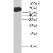 abx233264