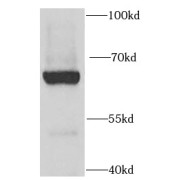 WB analysis of K-562 cells, using FZR1 antibody (1/1000 dilution).