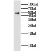 WB analysis of mouse brain tissue, using GABRA1 antibody (1/1000 dilution).