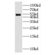 WB analysis of mouse testis tissue, using GABRB1 antibody (1/800 dilution).