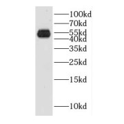 WB analysis of mouse testis tissue, using GAL3ST1 antibody (1/500 dilution).