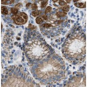 IHC-P analysis of human stomach tissue, using Gastrin antibody (1/200 dilution).