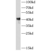 WB analysis of Raji cells, using GATA1 antibody (1/1000 dilution).
