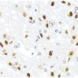 GATA Binding Protein 2 (GATA2) Antibody