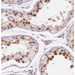 GATA4-Specific Antibody