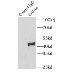 GATA4-Specific Antibody