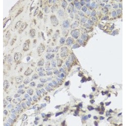 Golgi-Specific Brefeldin A-Resistance Guanine Nucleotide Exchange Factor 1 (GBF1) Antibody
