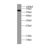 abx233416