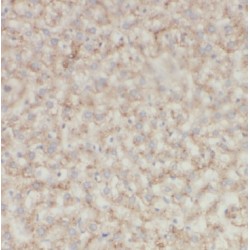 GDNF Family Receptor Alpha 2 (GFRA2) Antibody