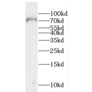 WB analysis of HEK-293 cells, using GGA1 antibody (1/600 dilution).