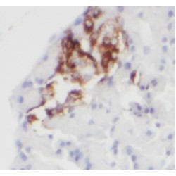 Glucagon (GCG) Antibody