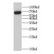 WB analysis of HepG2 cells, using Glypican 1 antibody (1/600 dilution).