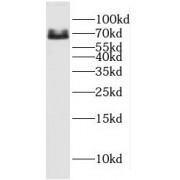WB analysis of A549 cells, using Glypican 4 antibody (1/200 dilution).