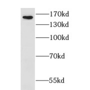 WB analysis of L02 cells, using GOLGA3 antibody (1/600 dilution).